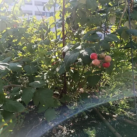 Juliet's Hideout ブラチスラヴァ