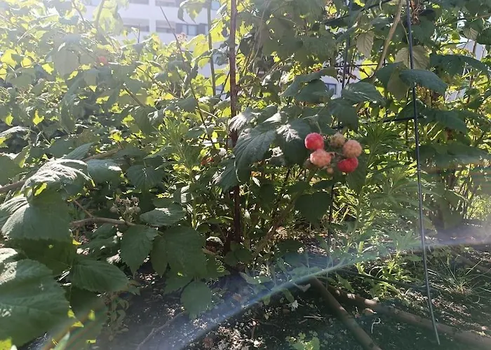 Juliet's Hideout براتسيلافا